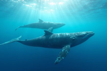 A pod of whales swimming gracefully in clear blue ocean waters, communicating with each other through a series of elegant vocalizations, surrounded by sunlit waves and marine life, photorealistic, 4K, HDR, cinematic lighting, ultra detailed, award-winning photography, vibrant colors.